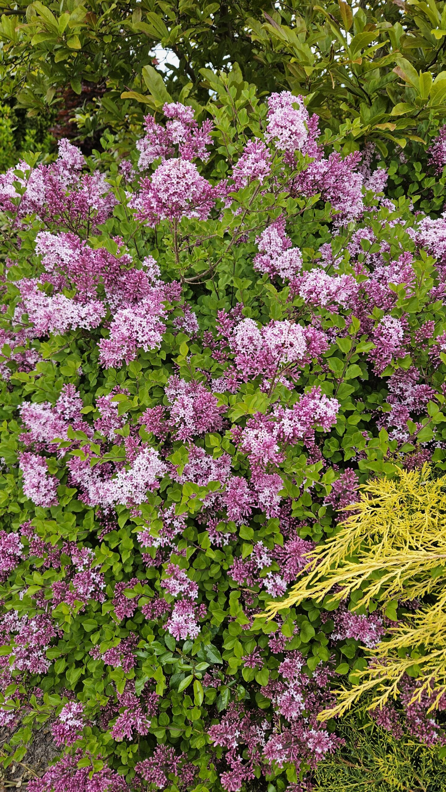 Lilak Meyera 'Palibin'