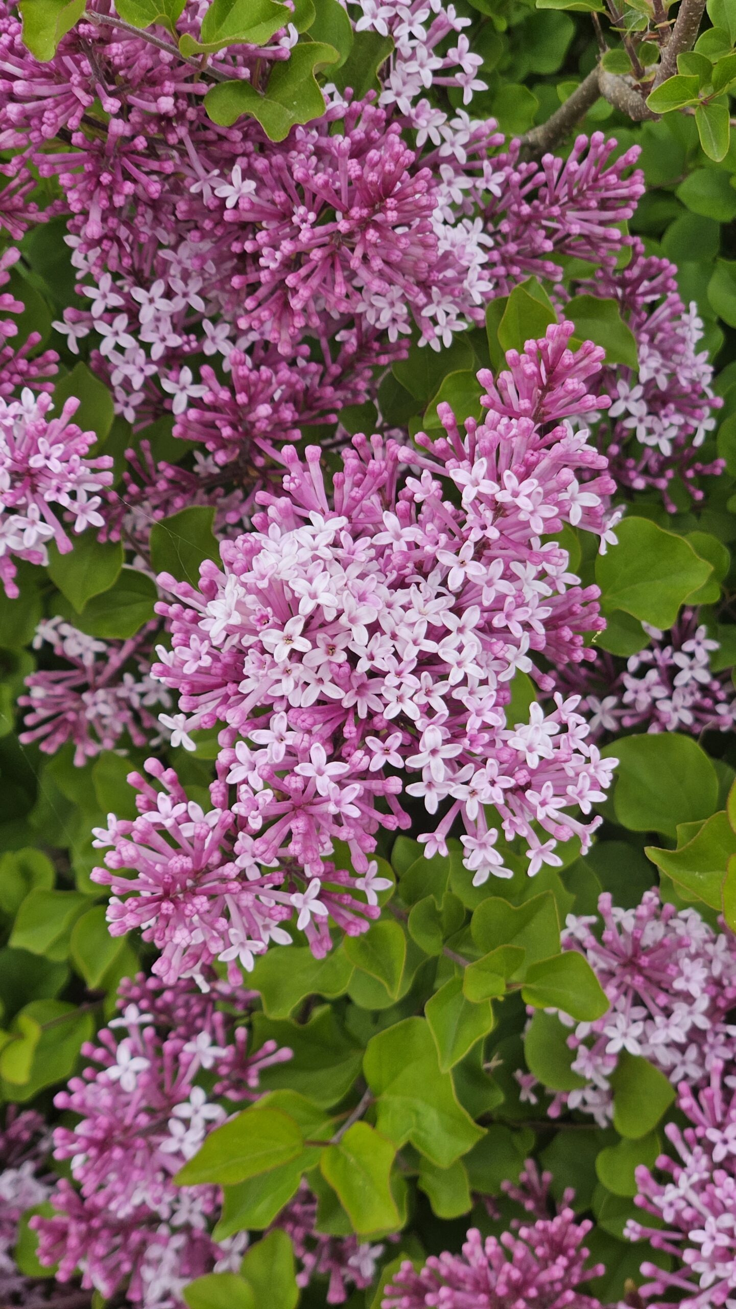 Lilak Meyera 'Palibin'