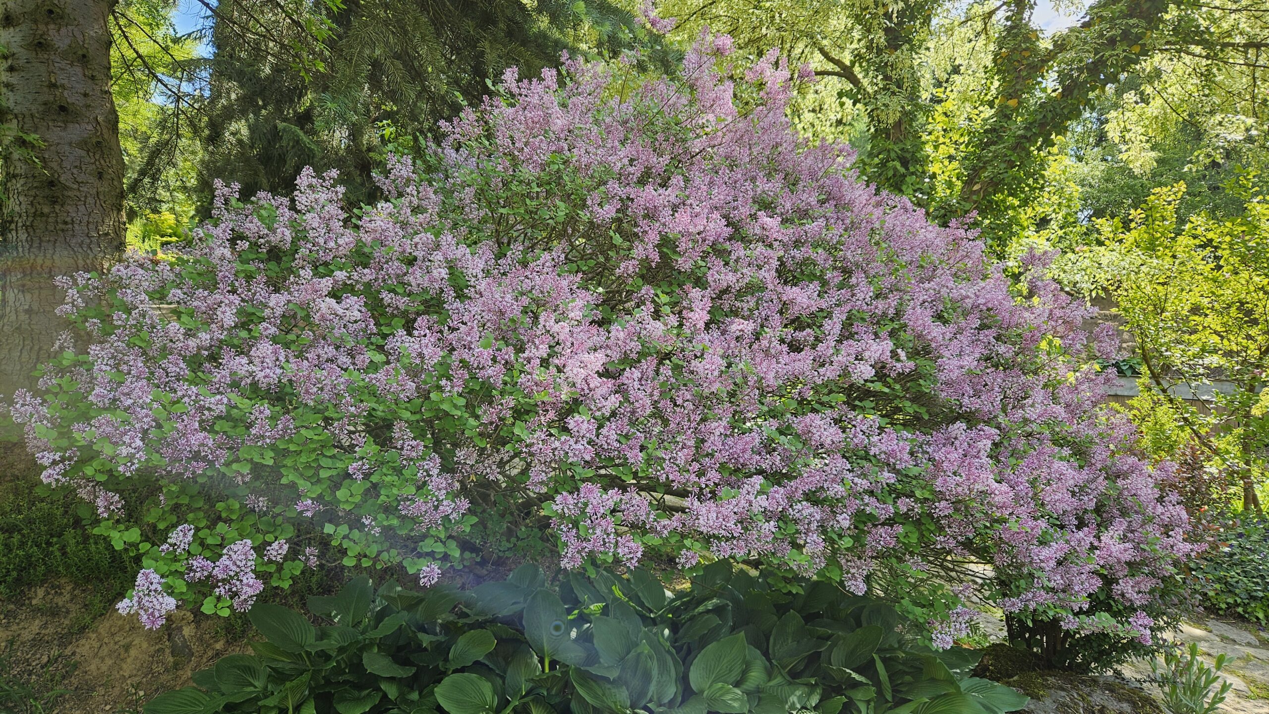 Lilak Meyera 'Palibin'