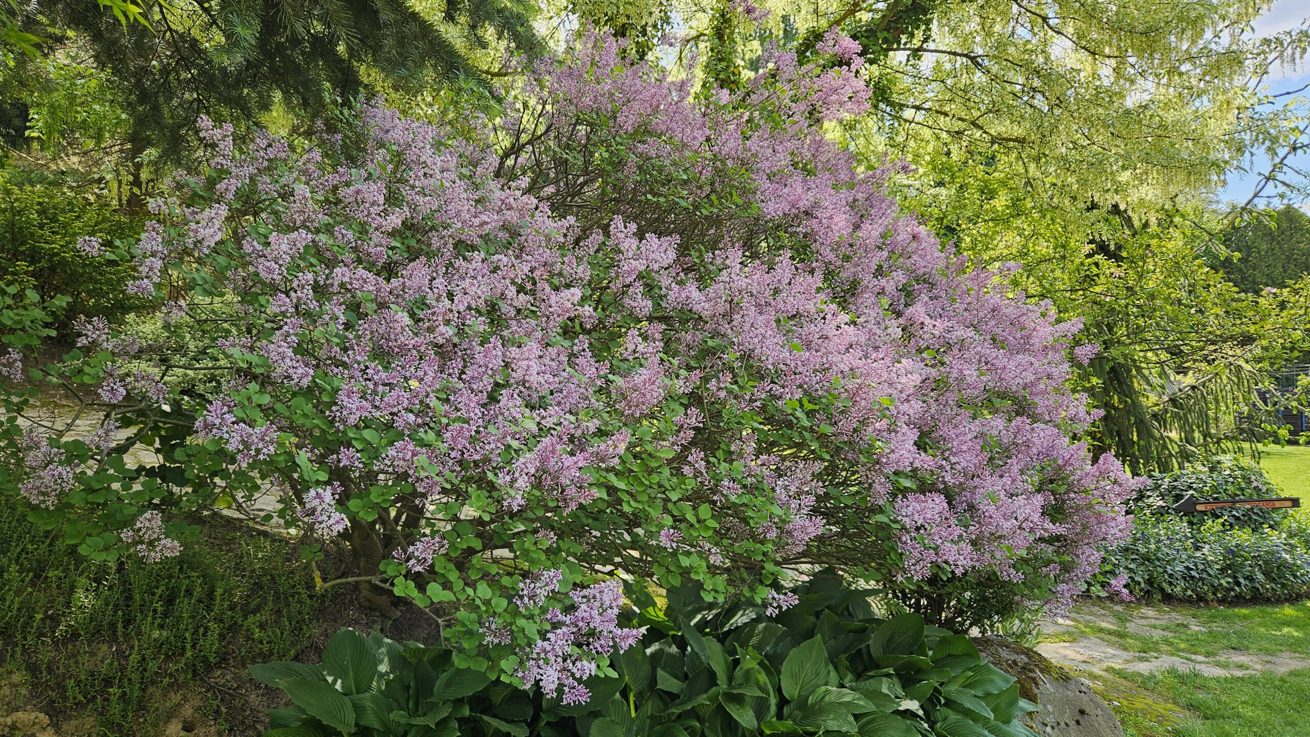 Lilak Meyera 'Palibin'