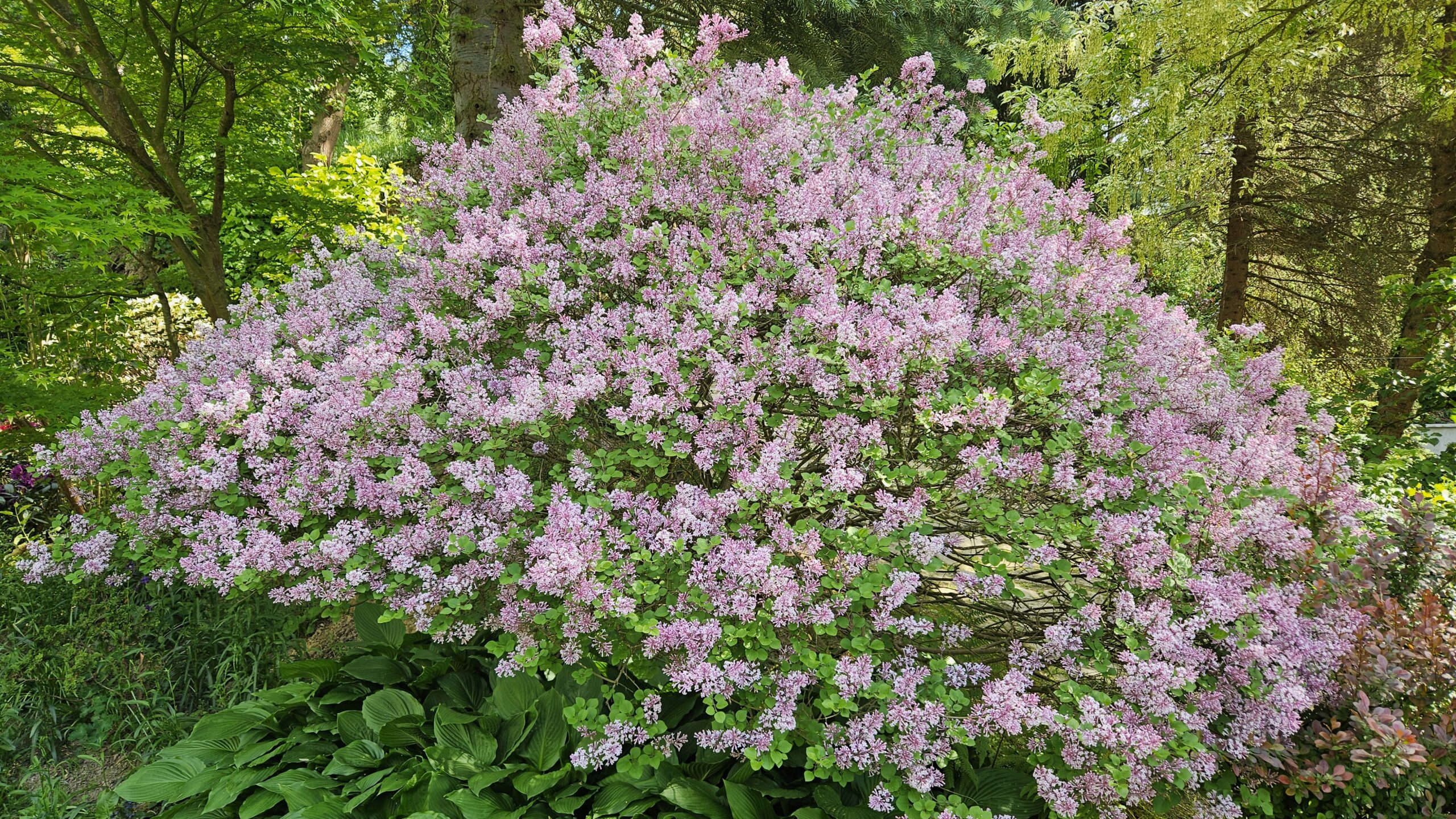 Lilak Meyera 'Palibin'