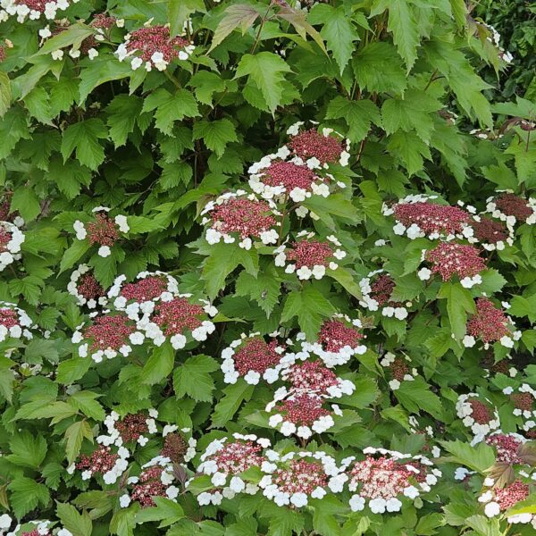 Kalina Sargenta 'Onondaga'