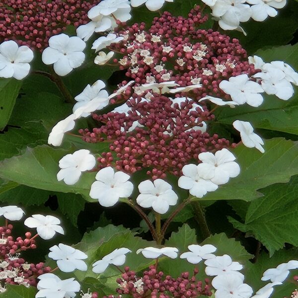 Kalina Sargenta 'Onondaga'