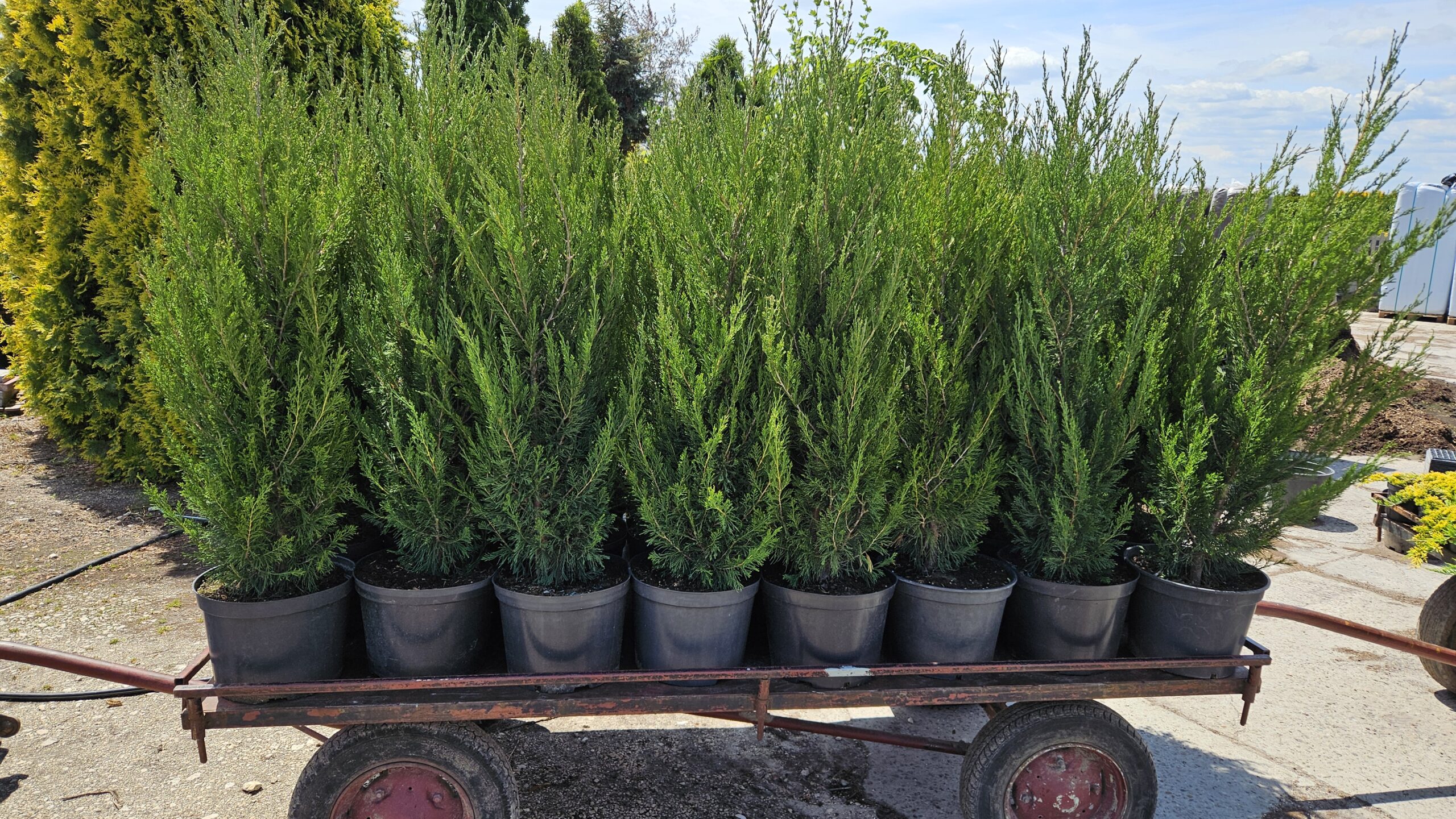 Jałowiec chiński 'Spartan'