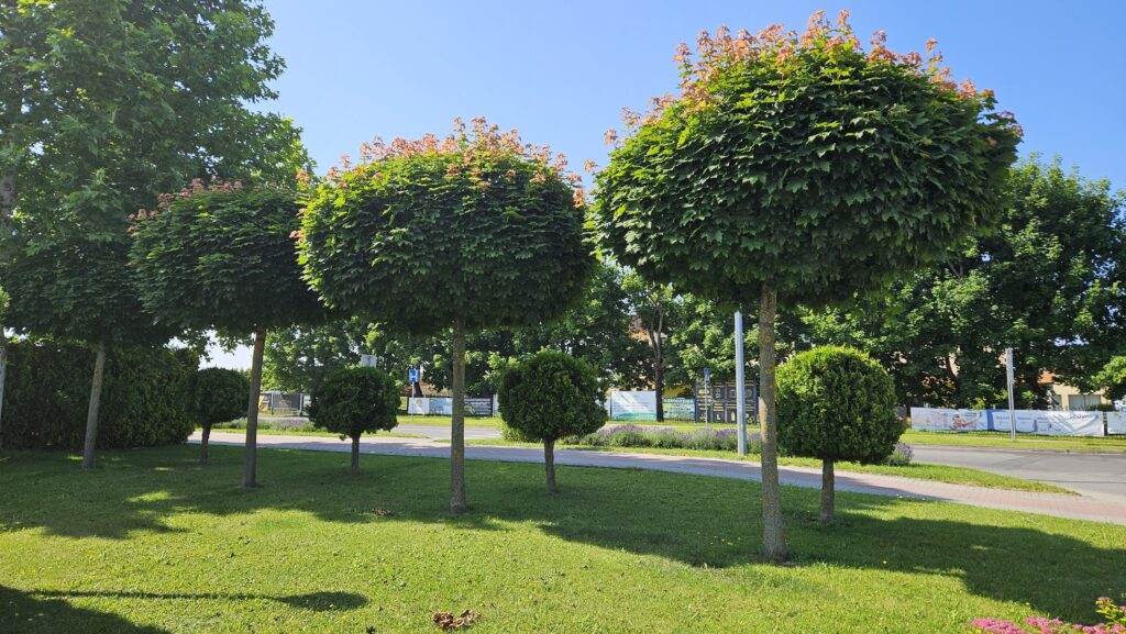 Klon Globosum