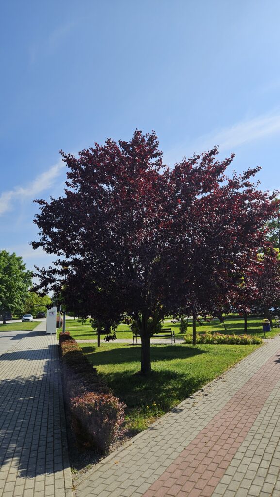 Śliwa wiśniowa ‘Pissardii’