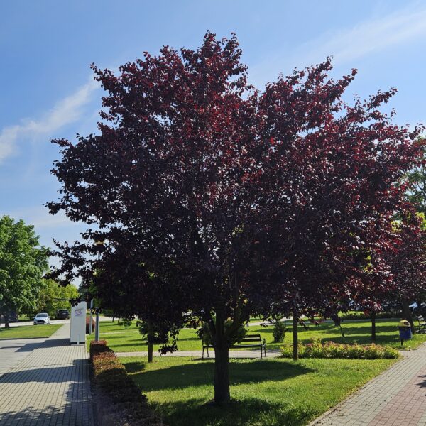 Śliwa wiśniowa ‘Pissardii’