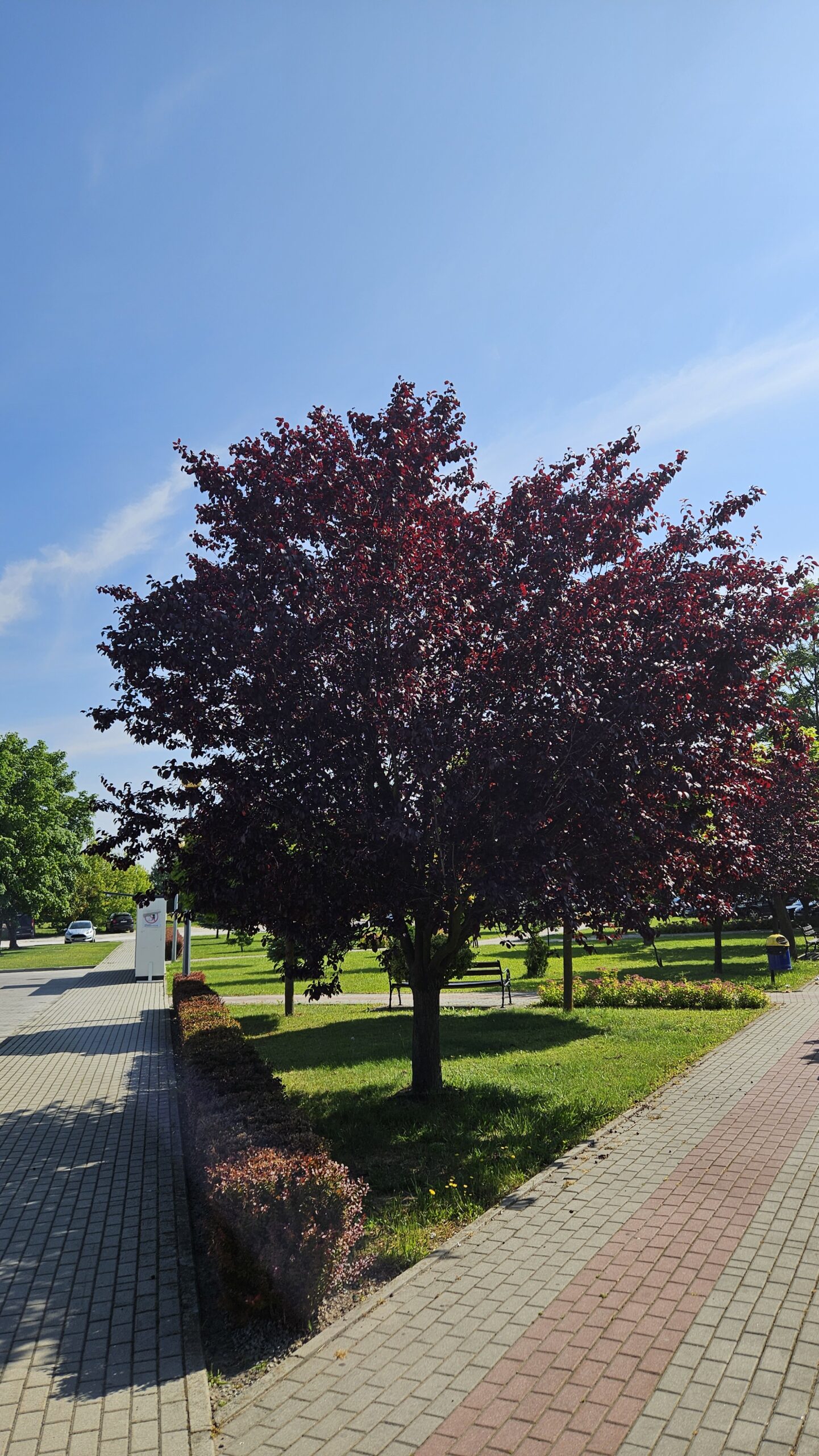 Śliwa wiśniowa ‘Pissardii’