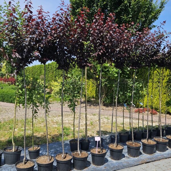 Śliwa wiśniowa ‘Pissardii’