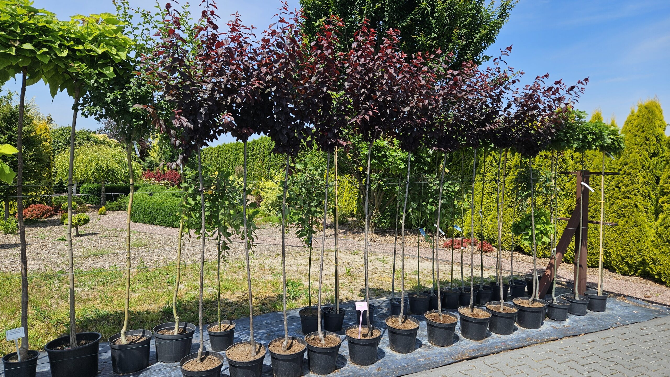 Śliwa wiśniowa ‘Pissardii’