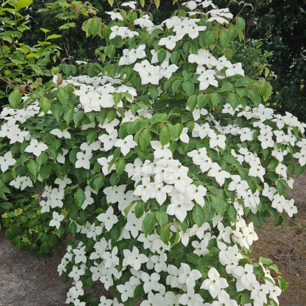 Dereń kousa 'Wieting's Select'