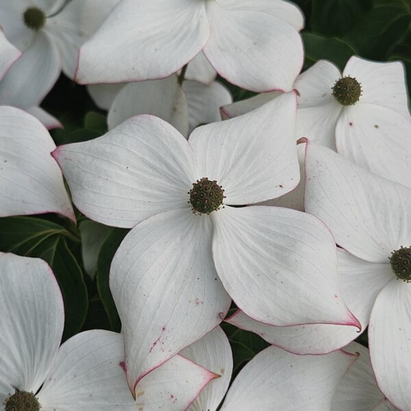 Dereń kousa 'Wieting's Select'