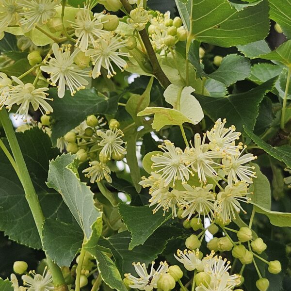 Lipa drobnolistna 'Rancho'