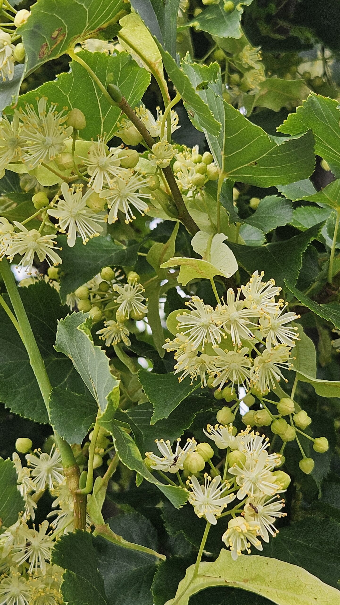 Lipa drobnolistna 'Rancho'