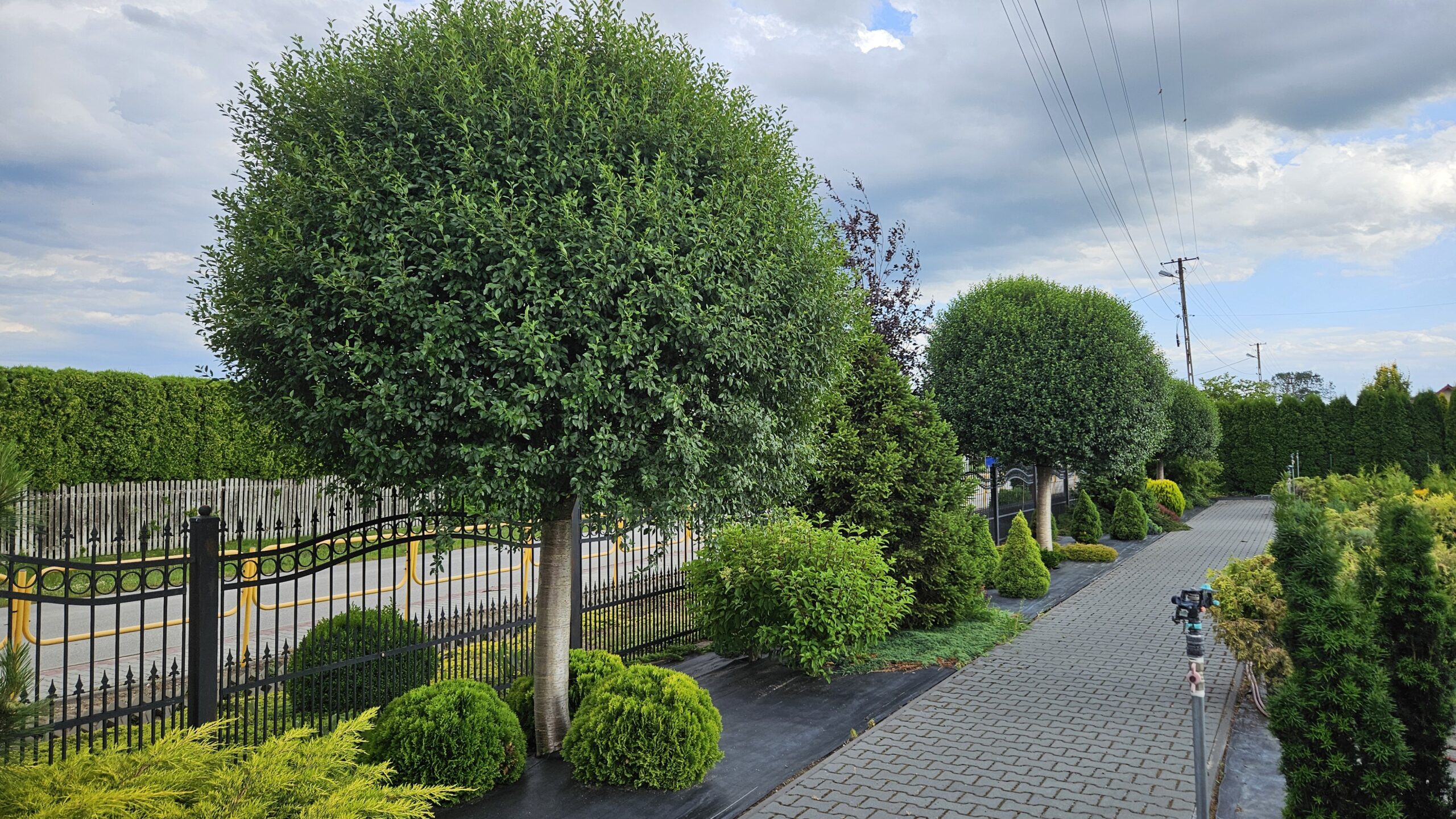 Wiśnia osobliwa 'Umbraculifera'