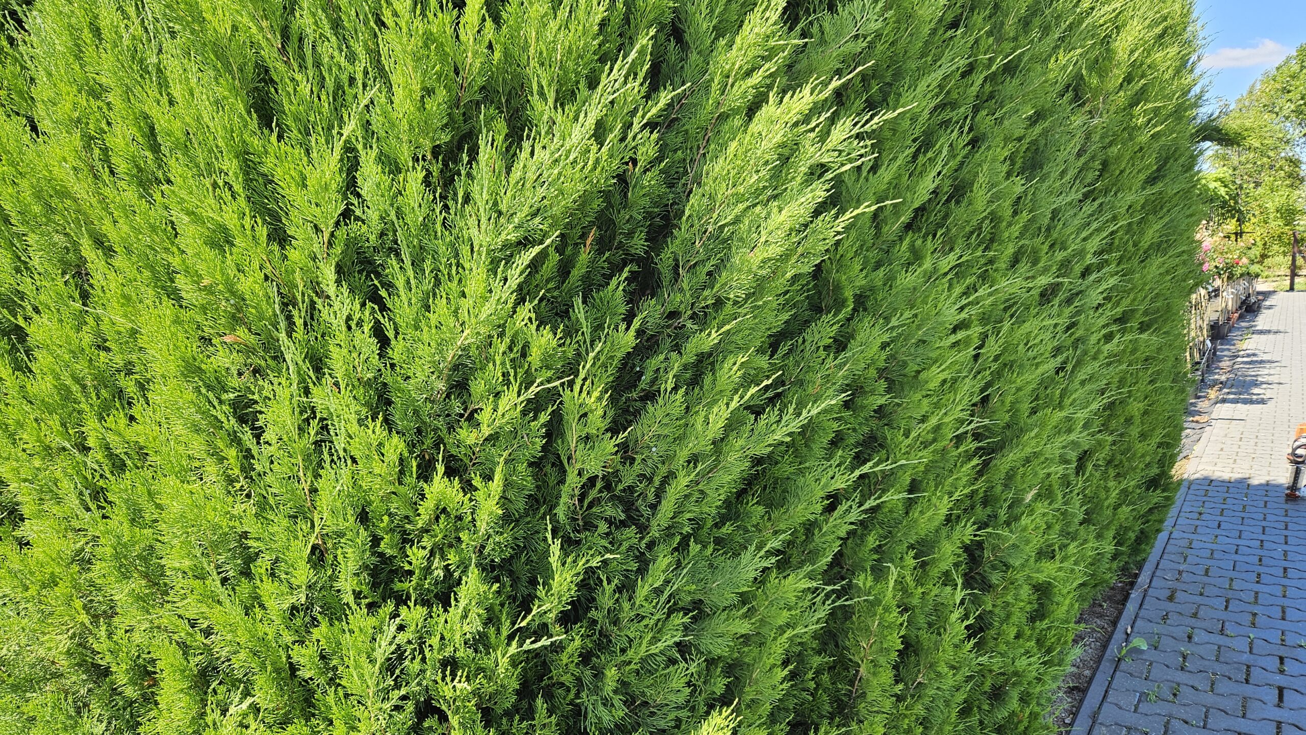 Jałowiec chiński 'Spartan' - żywopłot tuż przed cięciem