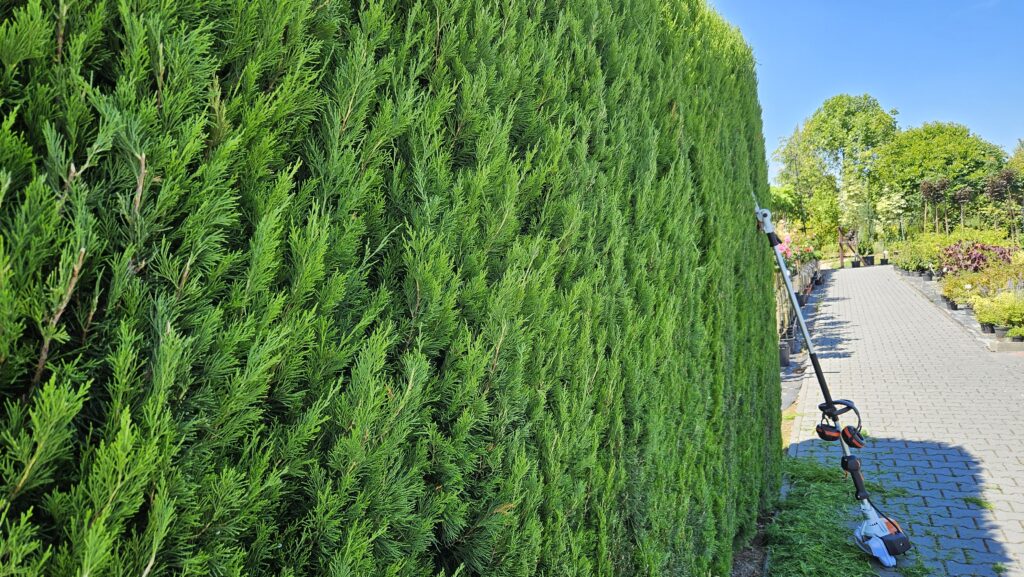 Jałowiec Spartan - co ile sadzić Jałowiec chiński 'Spartan' - cięcie żywopłotu