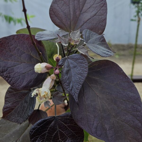 Surmia pośrednia 'Purpurea'