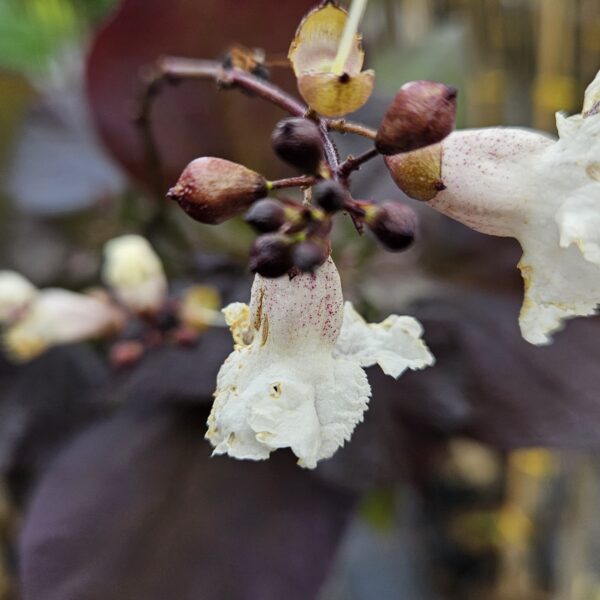 Surmia pośrednia 'Purpurea'