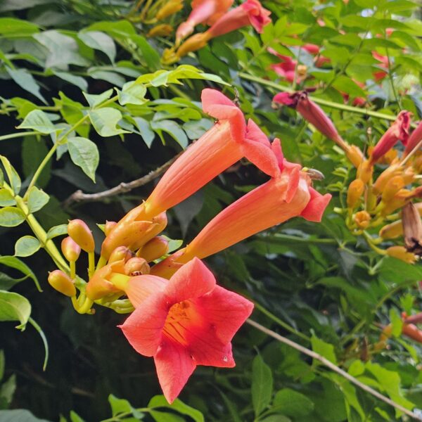 Milin amerykański 'Gabor'