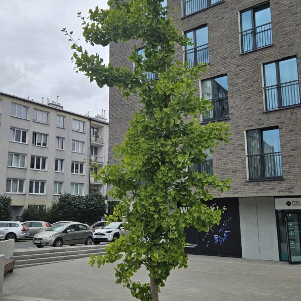 Miłorząb dwuklapowy