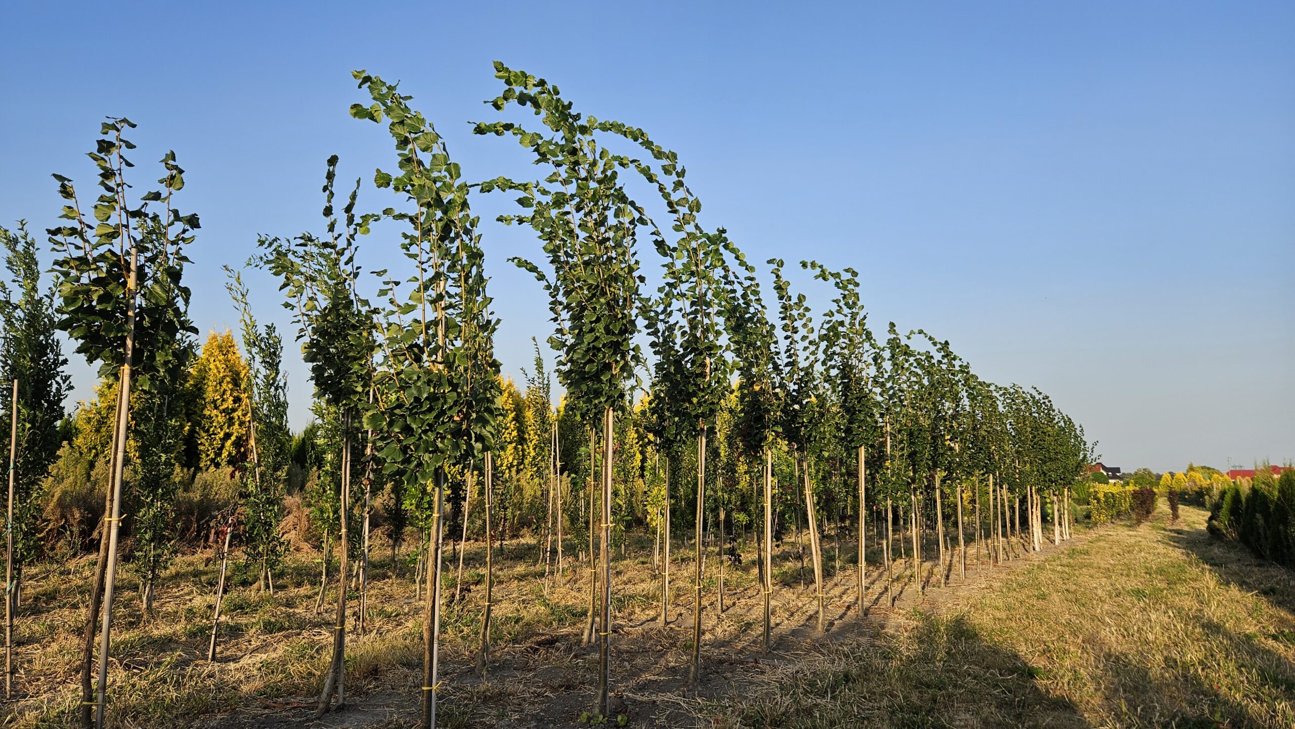 Lipa drobnolistna 'Rancho'