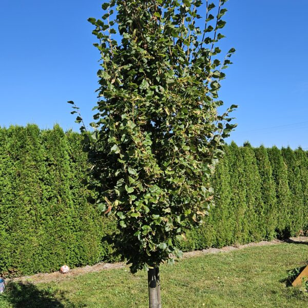 Lipa drobnolistna 'Rancho'