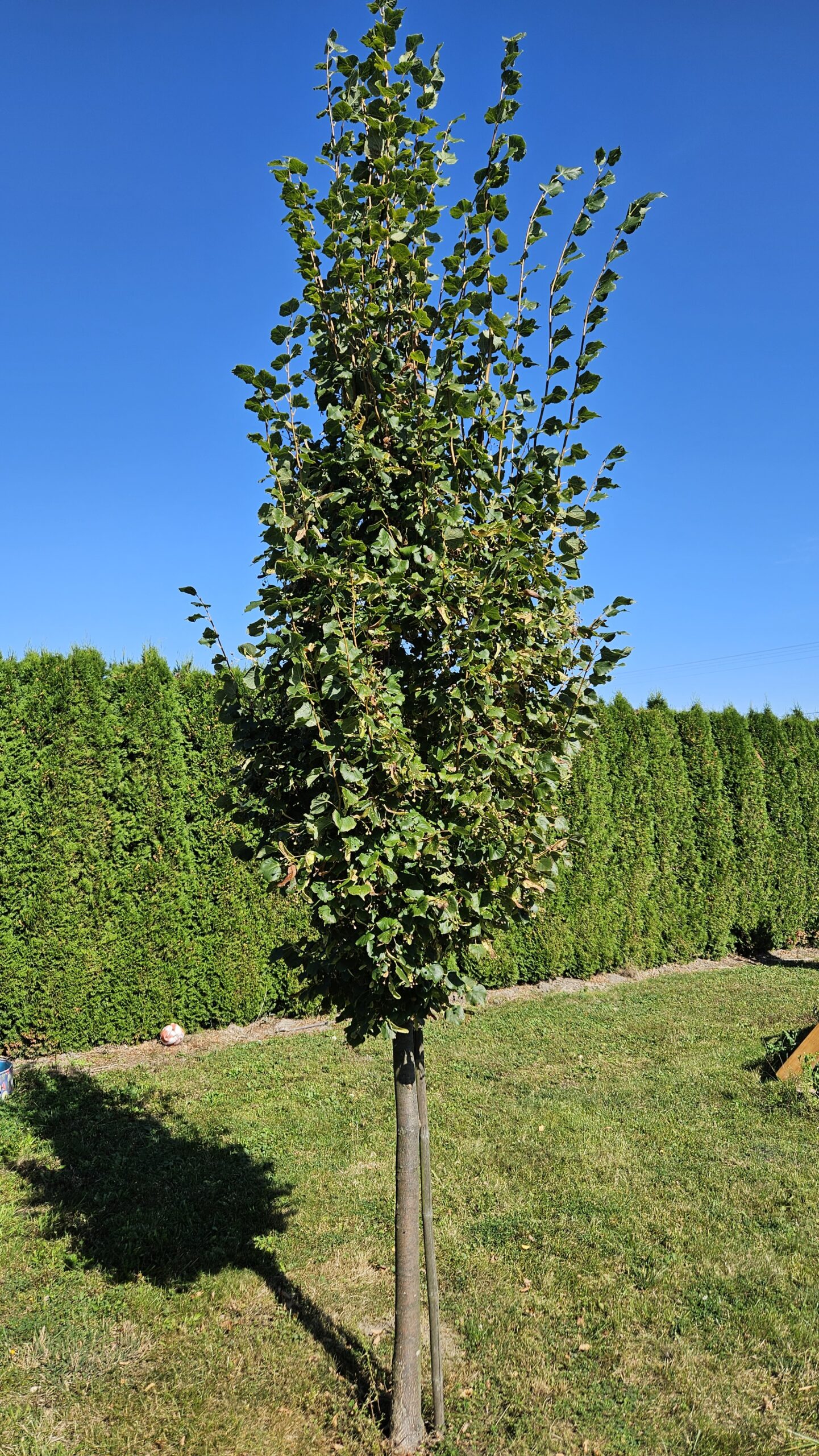 Lipa drobnolistna 'Rancho'