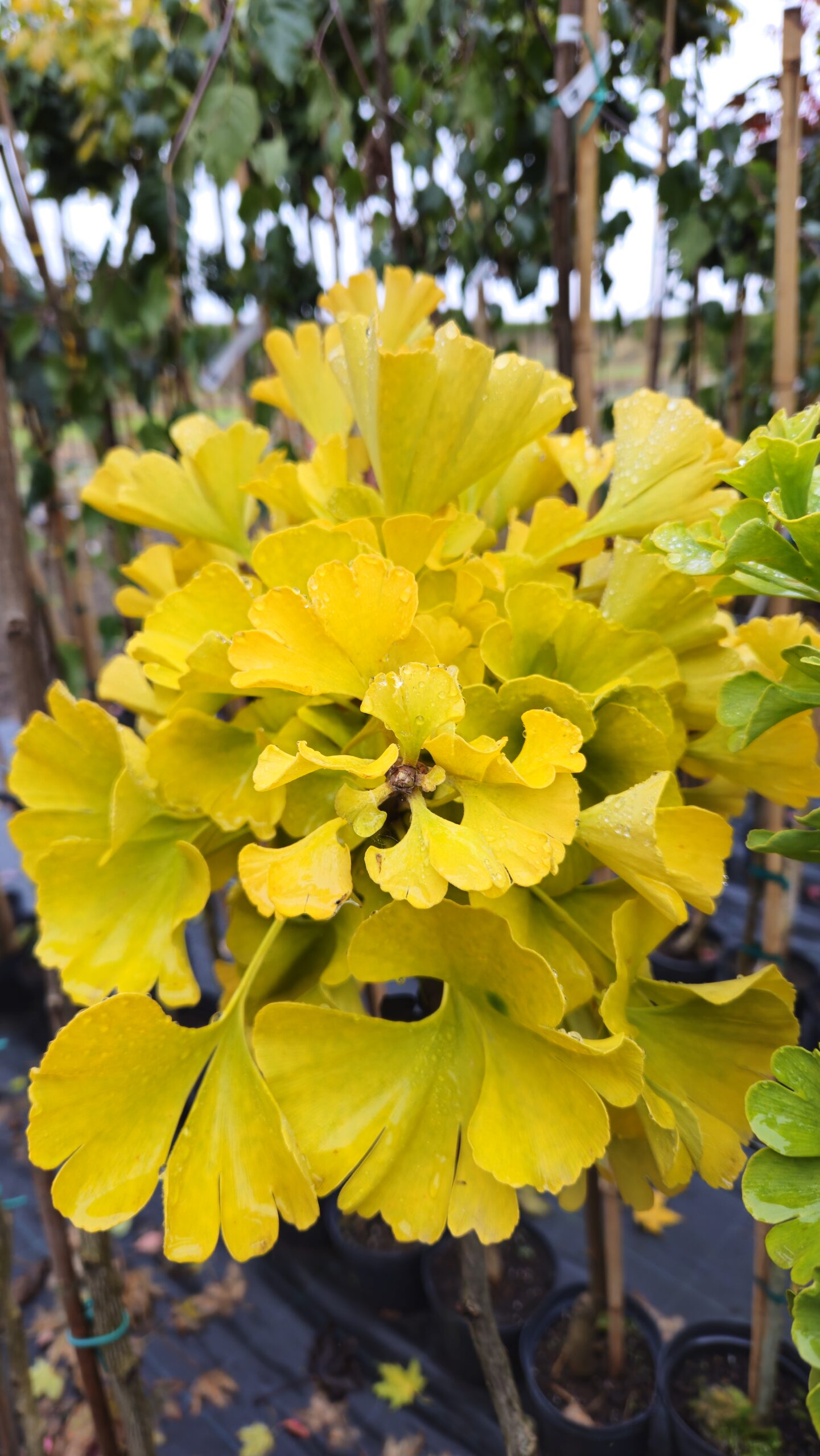 Miłorząb dwuklapowy Mariken