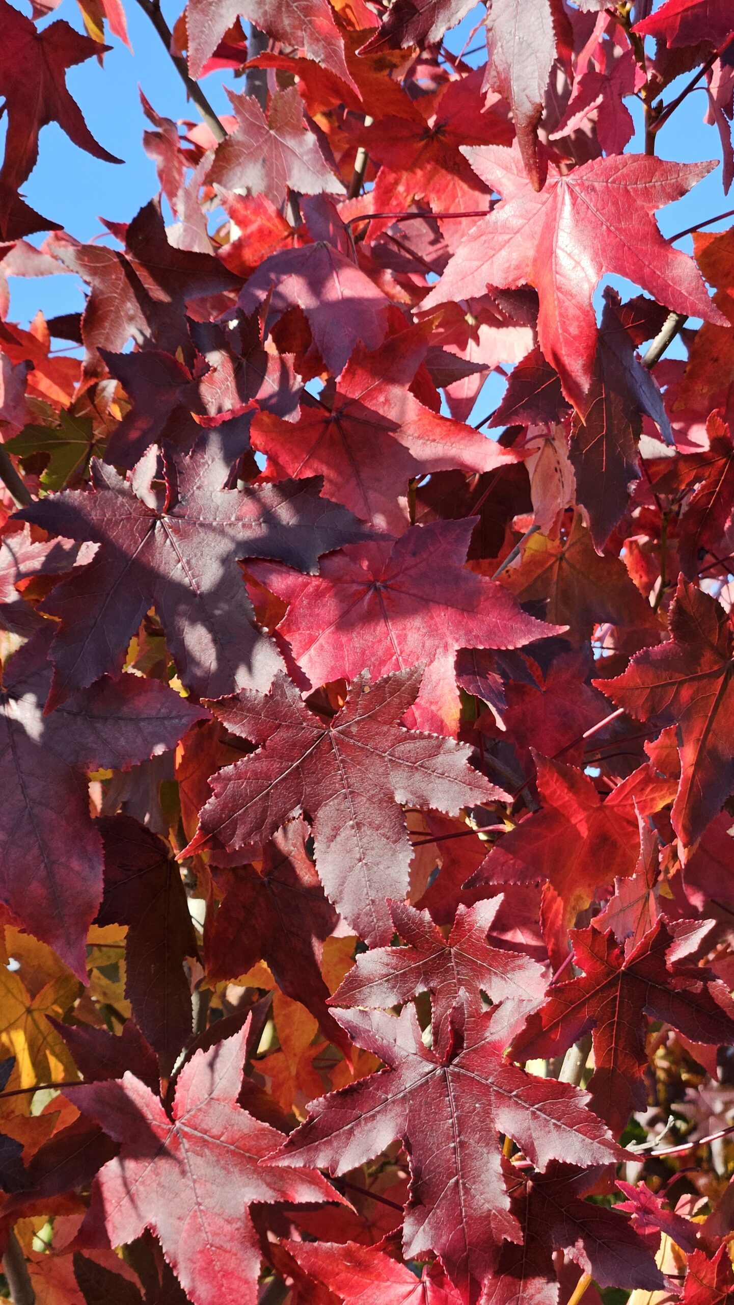 Ambrowiec amerykański