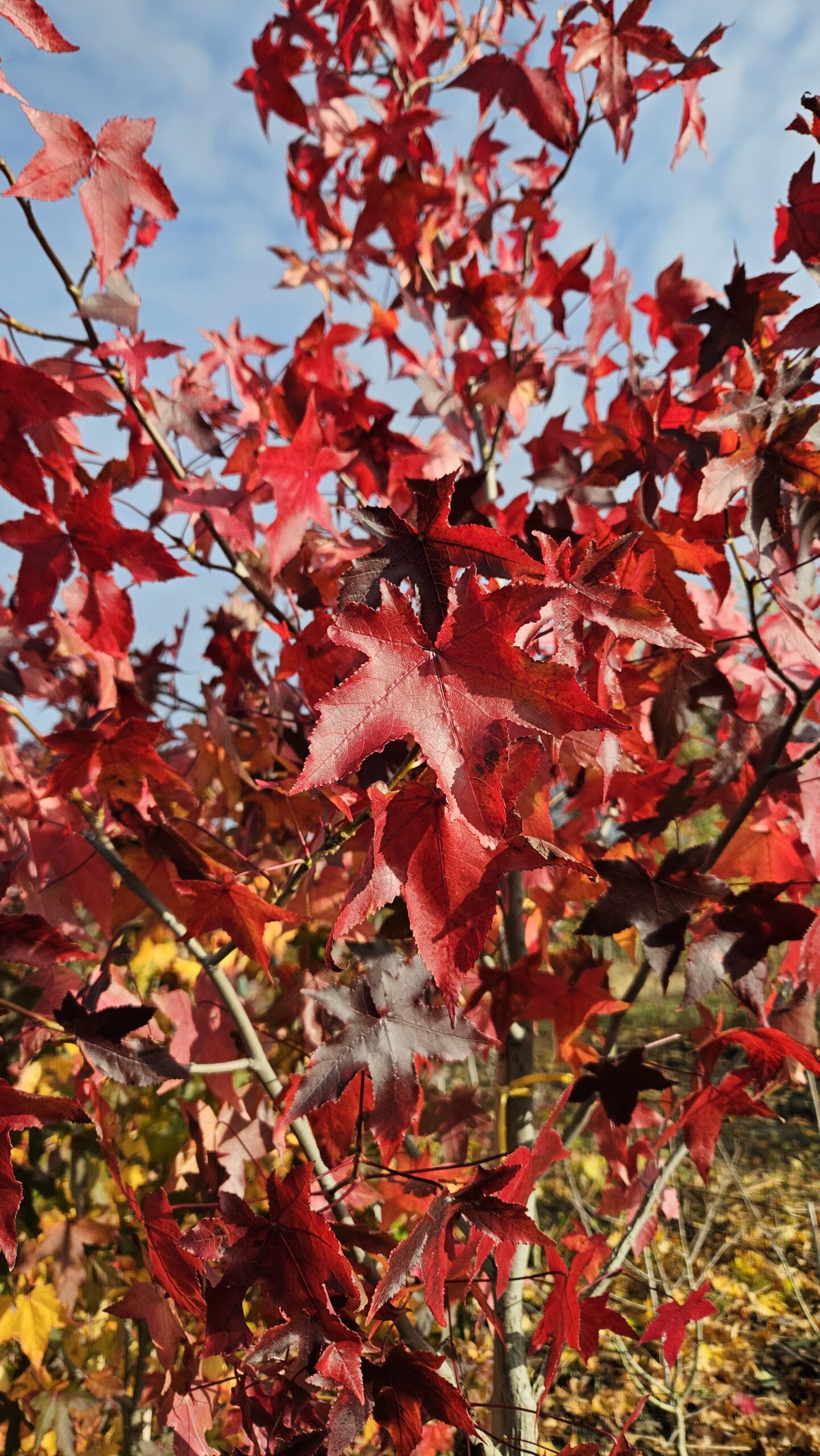 Ambrowiec amerykański