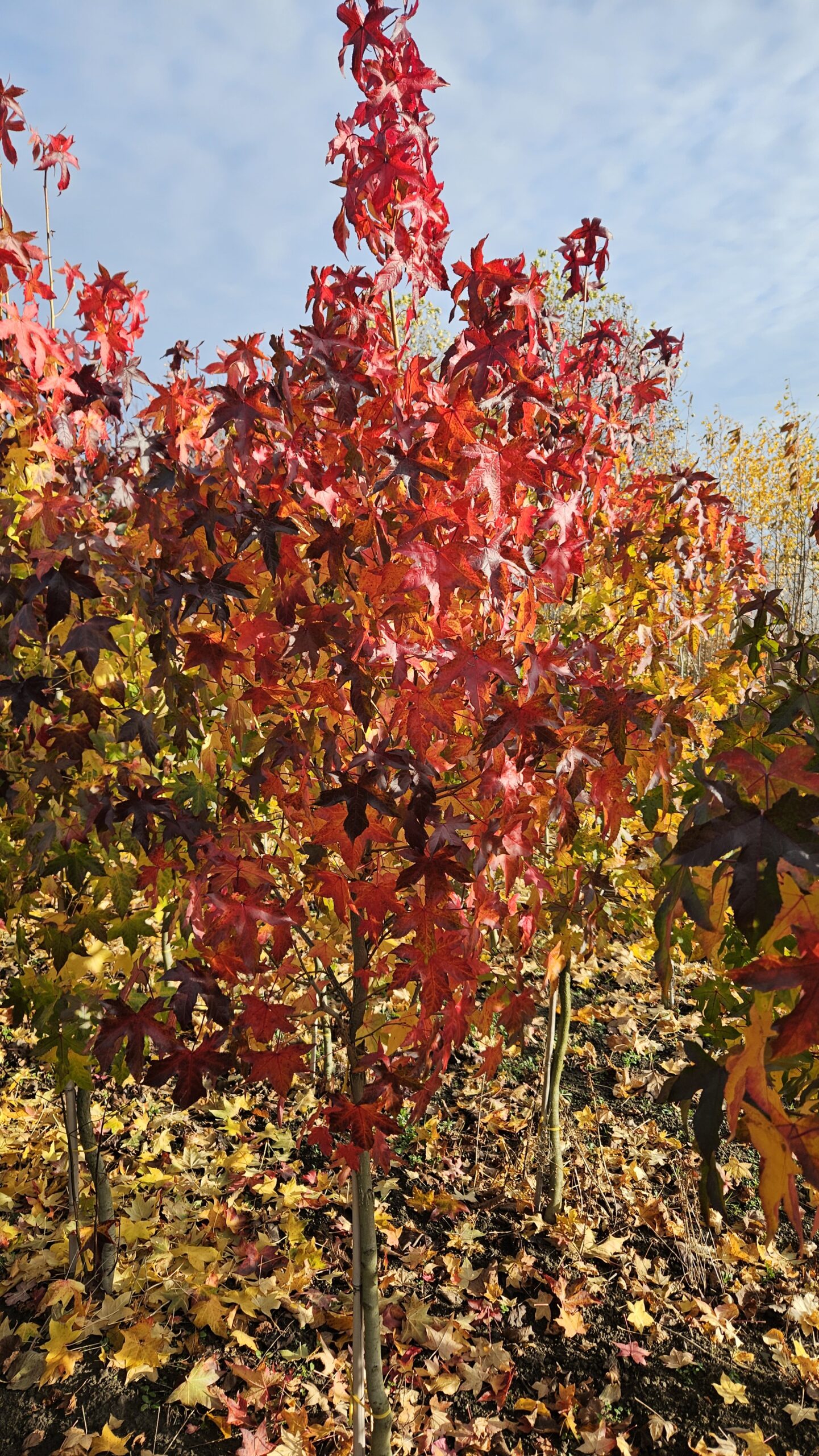 Ambrowiec amerykański