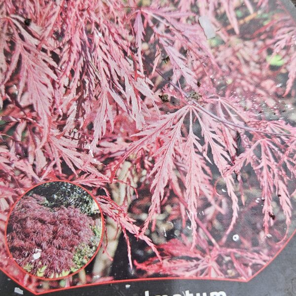 Klon palmowy 'Garnet'