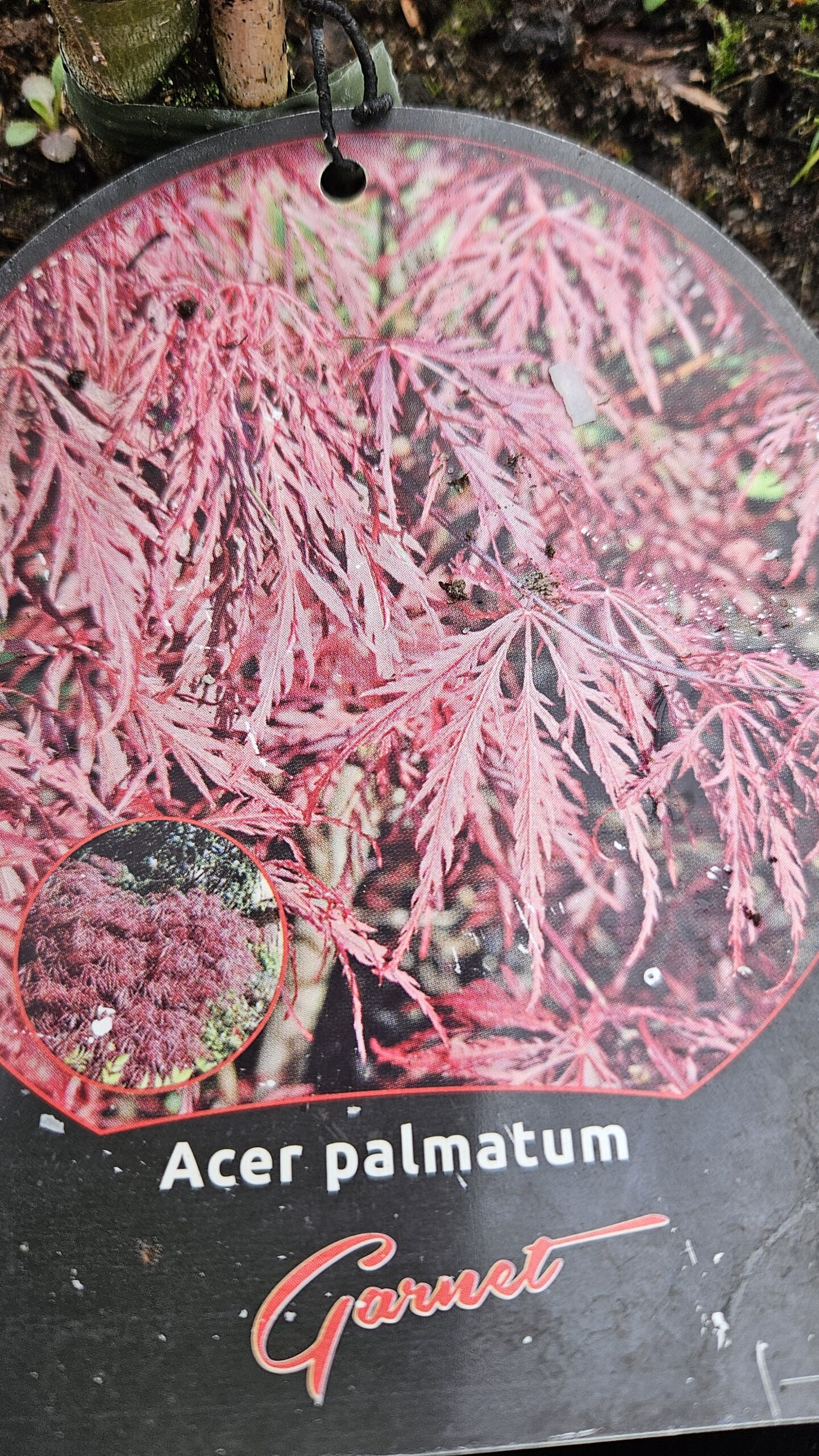 Klon palmowy 'Garnet'