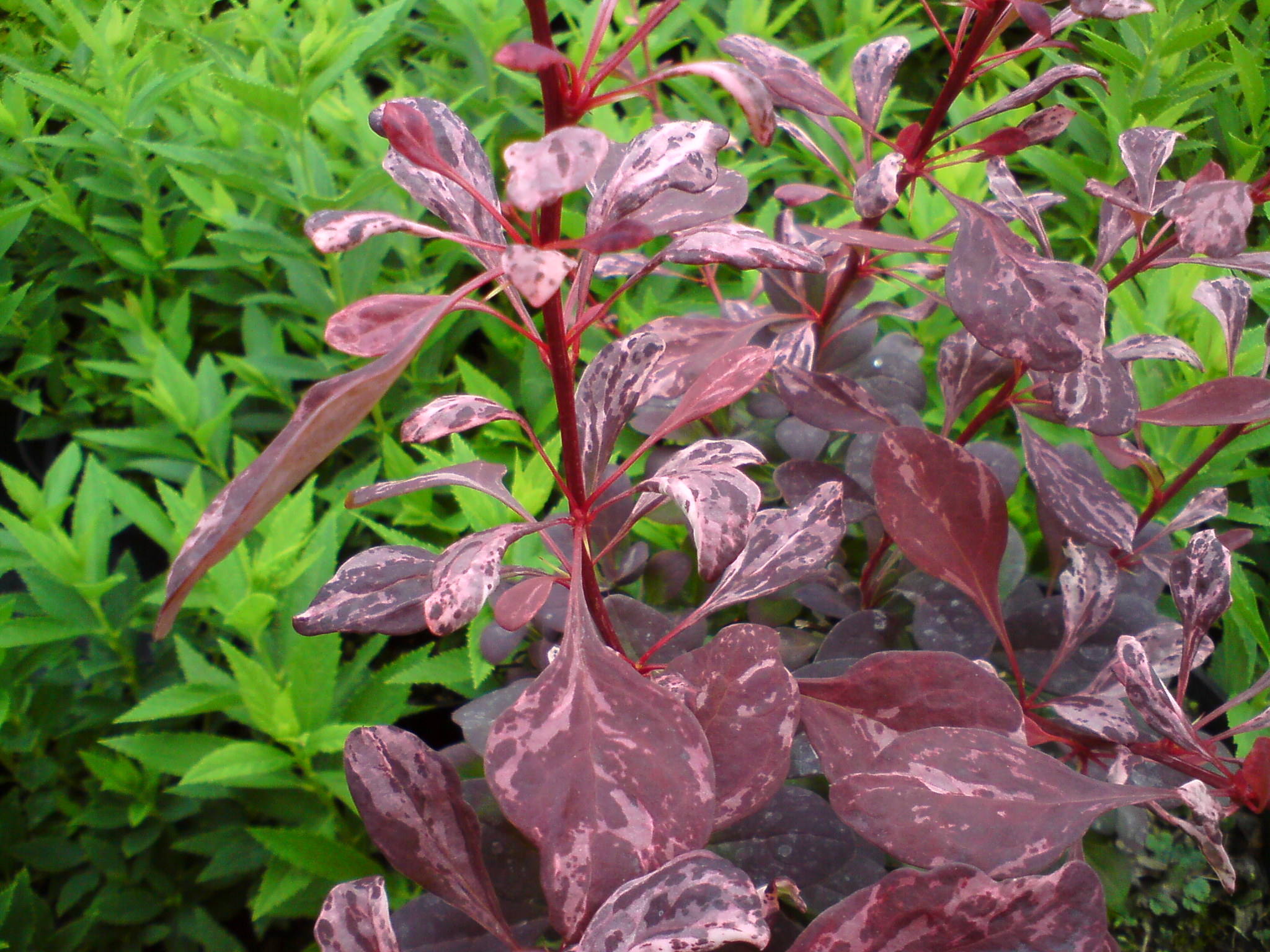 Berberys Thunberga 'Rose Glow'