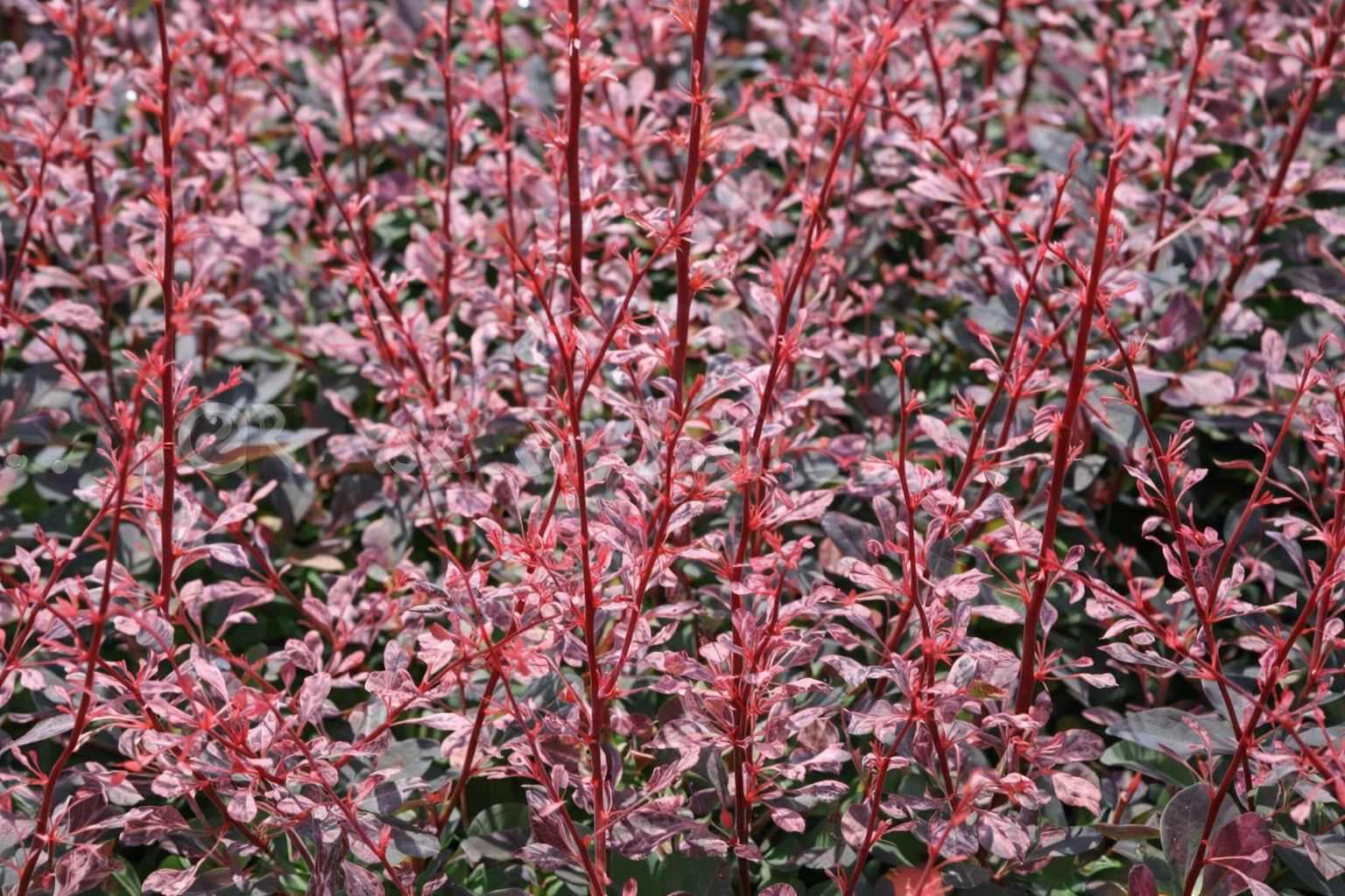 Berberys Thunberga 'Rose Glow'