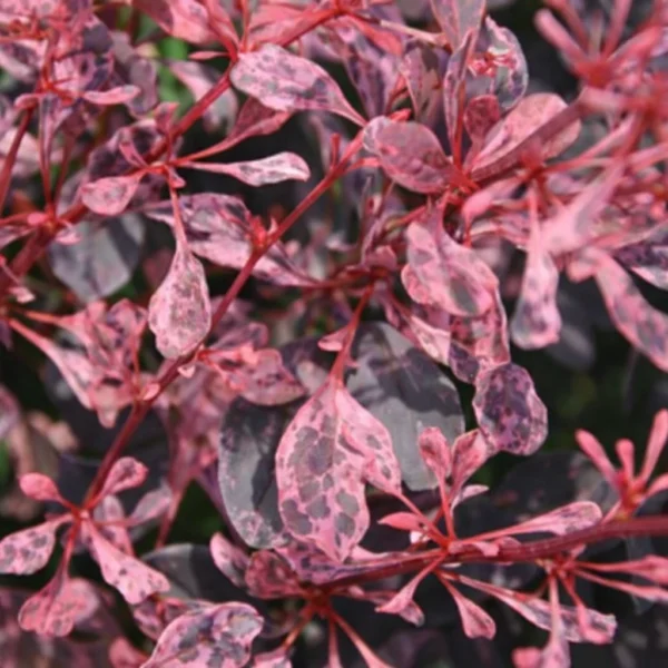 Berberys Thunberga 'Rose Glow'