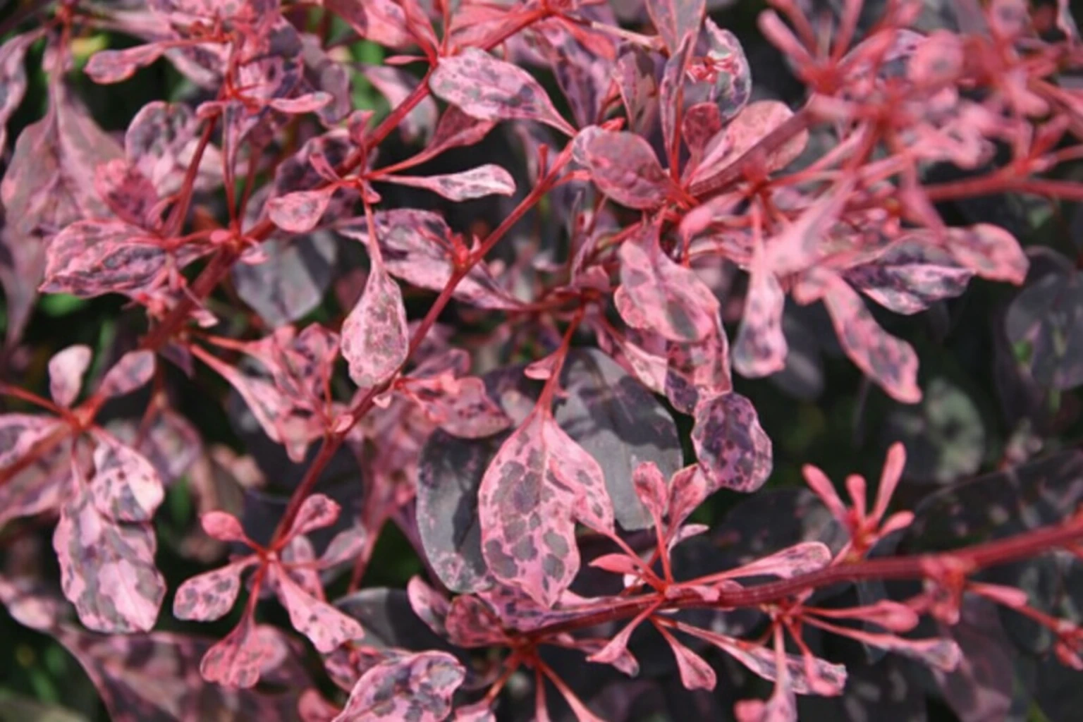 Berberys Thunberga 'Rose Glow'