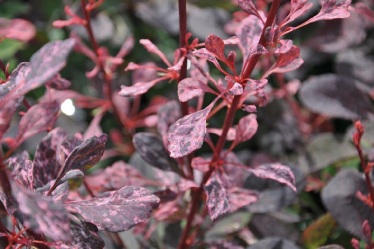 Berberys Thunberga 'Rose Glow'