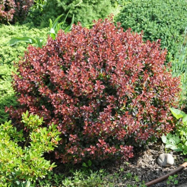 Berberys Thunberga ‘Atropurpurea Nana’