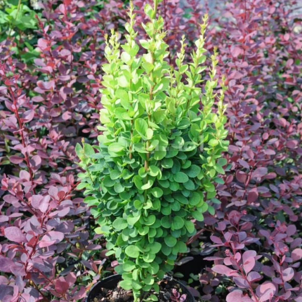 Berberys Thunberga 'Erecta'
