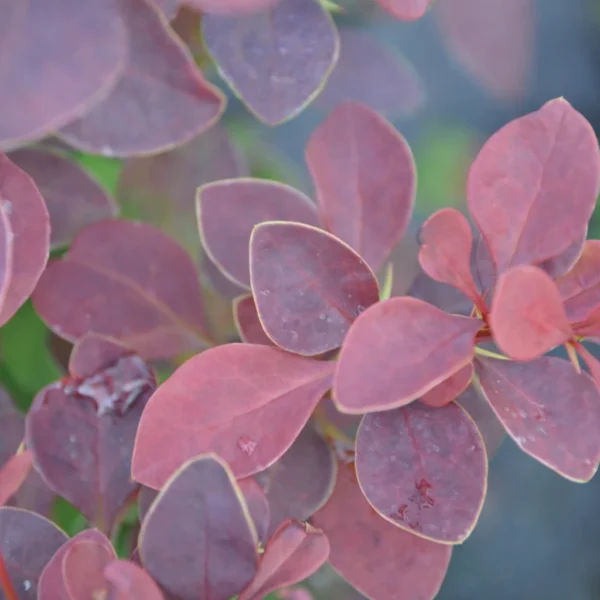 Berberys Thunberga 'Golden Ring'