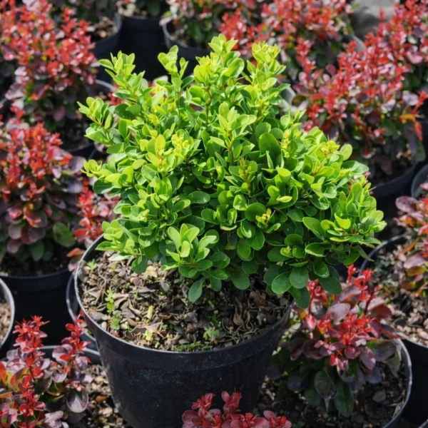 Berberys Thunberga Kobold