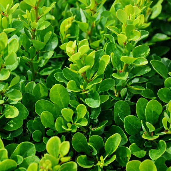 Berberys Thunberga Kobold