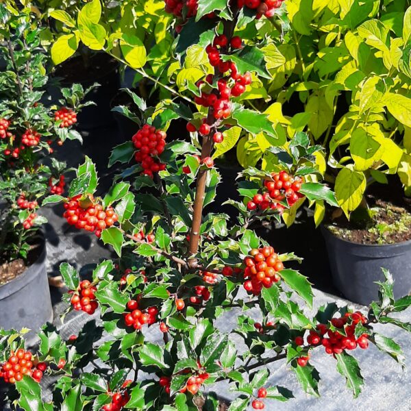 Ostrokrzew Meservy 'Blue Princess'