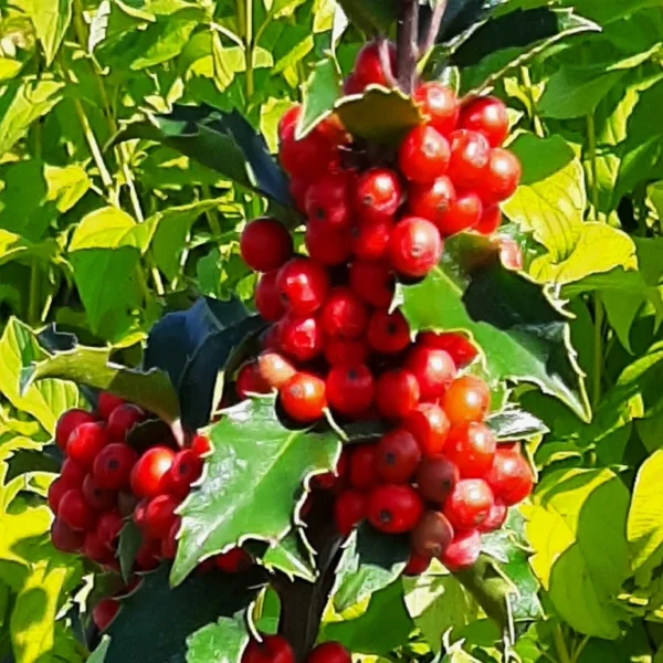 Ostrokrzew Meservy 'Blue Princess'