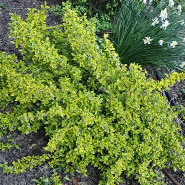 Trzmielina Fortune'a 'Emerald'n Gold'