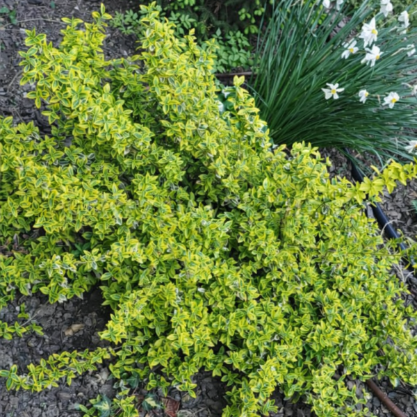 Trzmielina Fortune'a 'Emerald'n Gold'