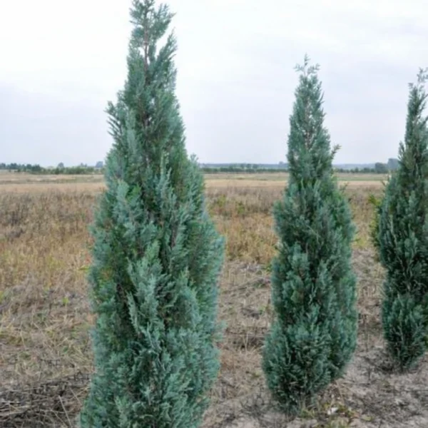 Cyprysik Lawsona Columnaris