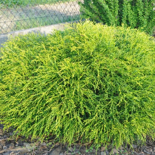 Cyprysik groszkowy 'Sungold'